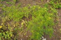 mDSC_0233