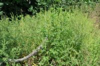 mDSC_0249